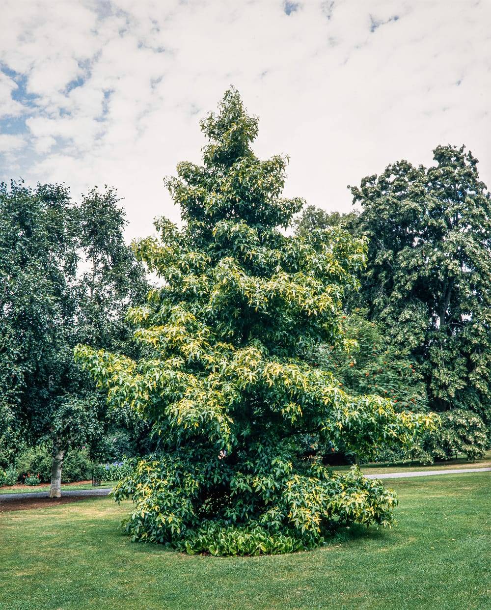 Liquidambar styraciflua 'Aurea' - Copalme d'Amérique