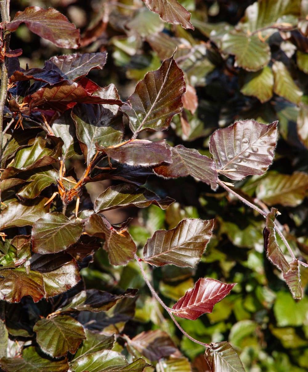 FAGUS sylvatica 'Dawyck Purple' - Hêtre pourpre