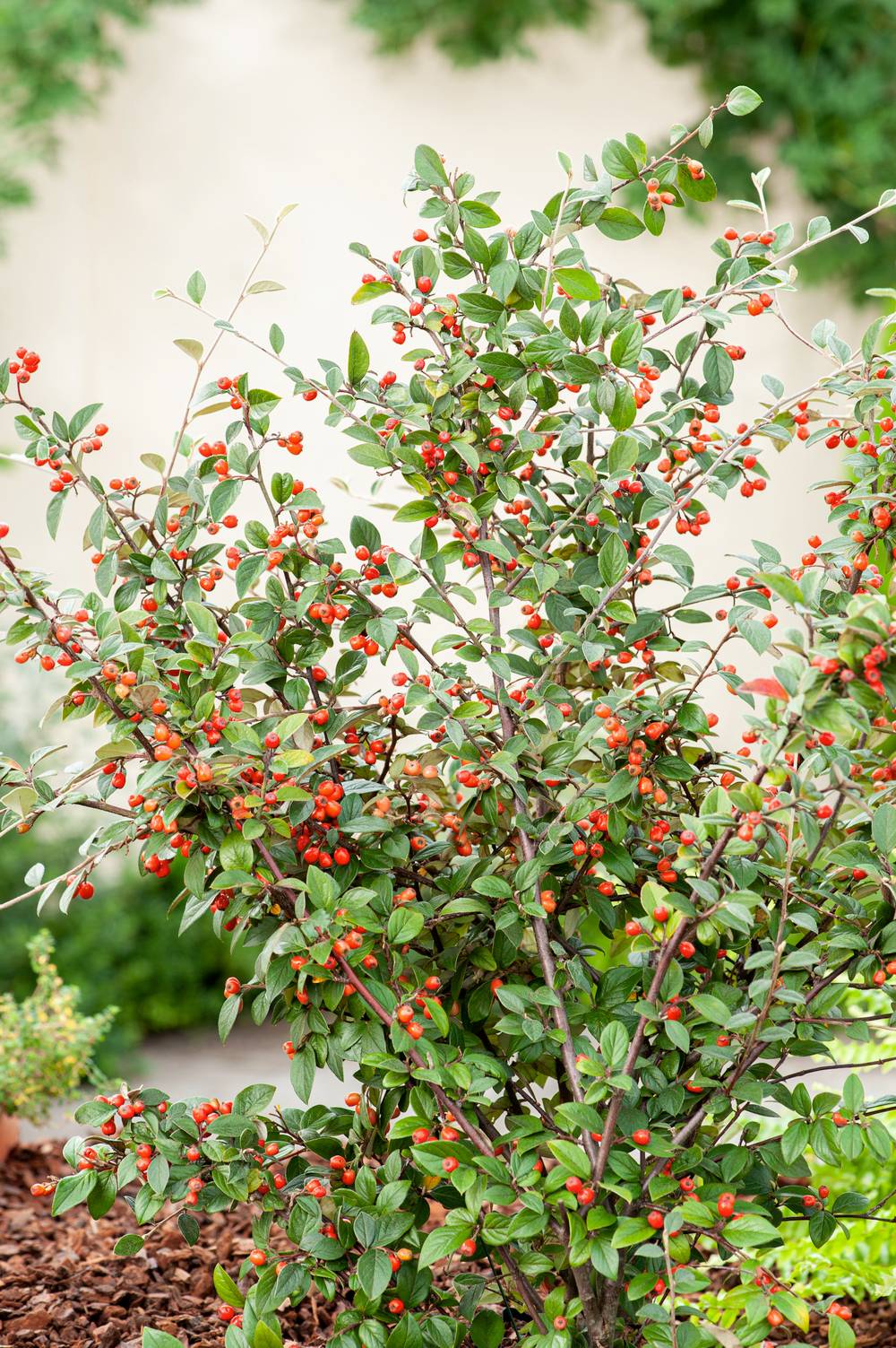 Cotoneaster franchetii