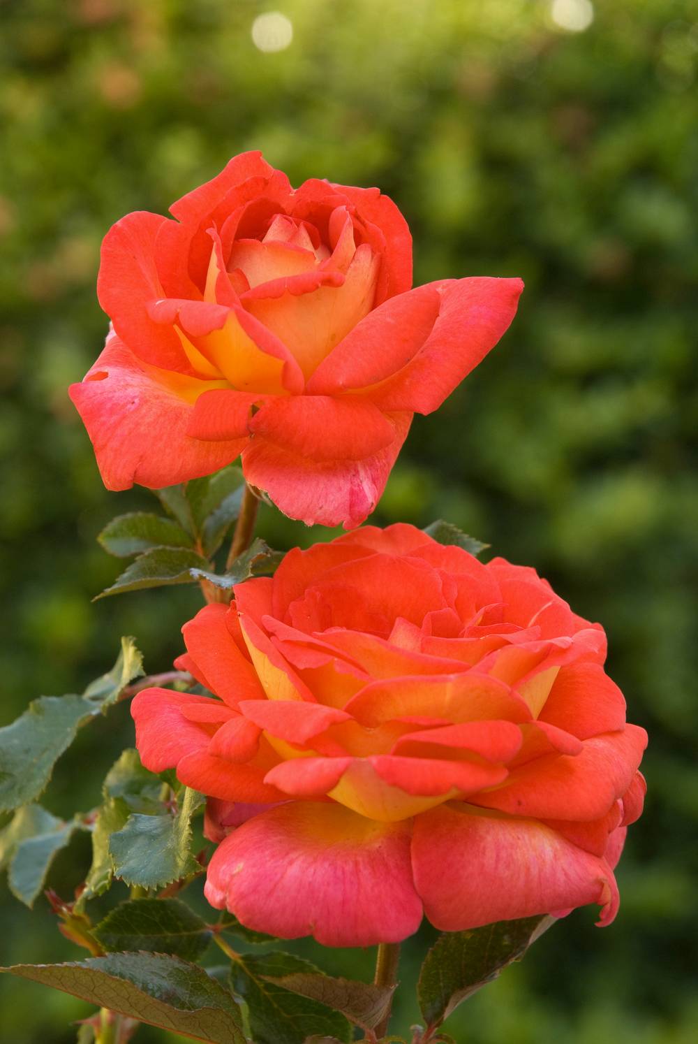Rosier 'Parfum de Grasse'®