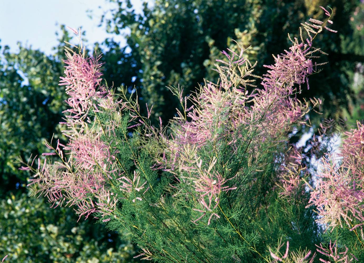 Tamarix ramosissima 'Pink Cascade' - Tamaris d'été