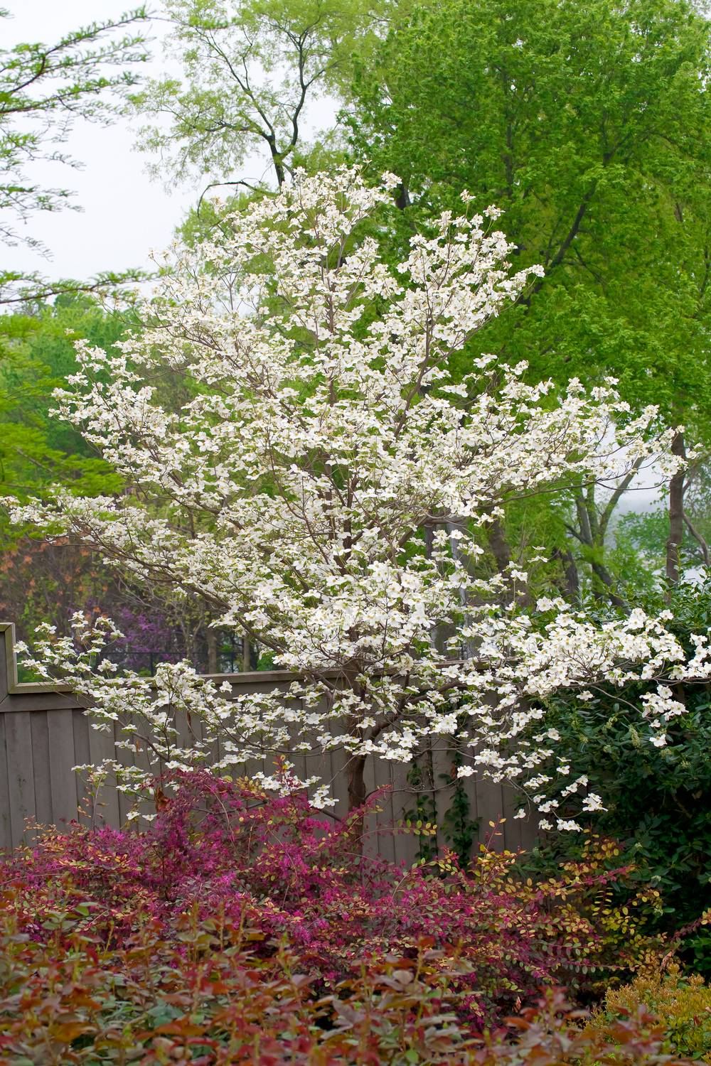 Cornus florida - Cornouiller à fleurs
