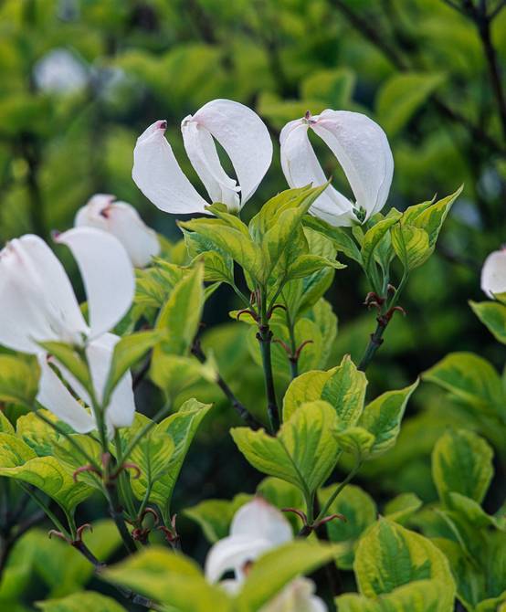 Cornus florida 'Rainbow' - Cornouiller à fleurs