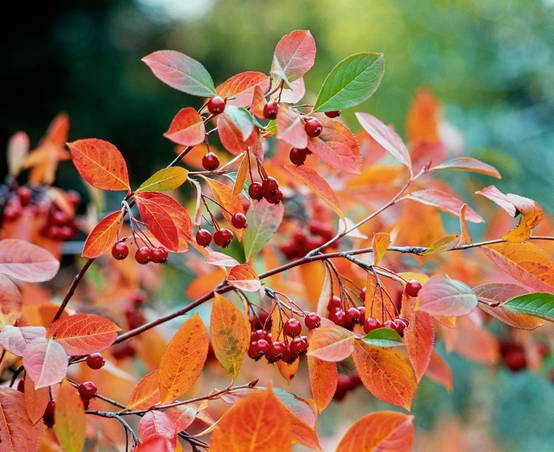 Aronia prunifolia 'Brilliant' - Aronie à feuilles de prunier