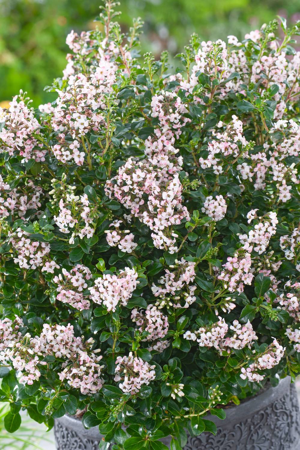 Escallonia 'Apple Blossom'