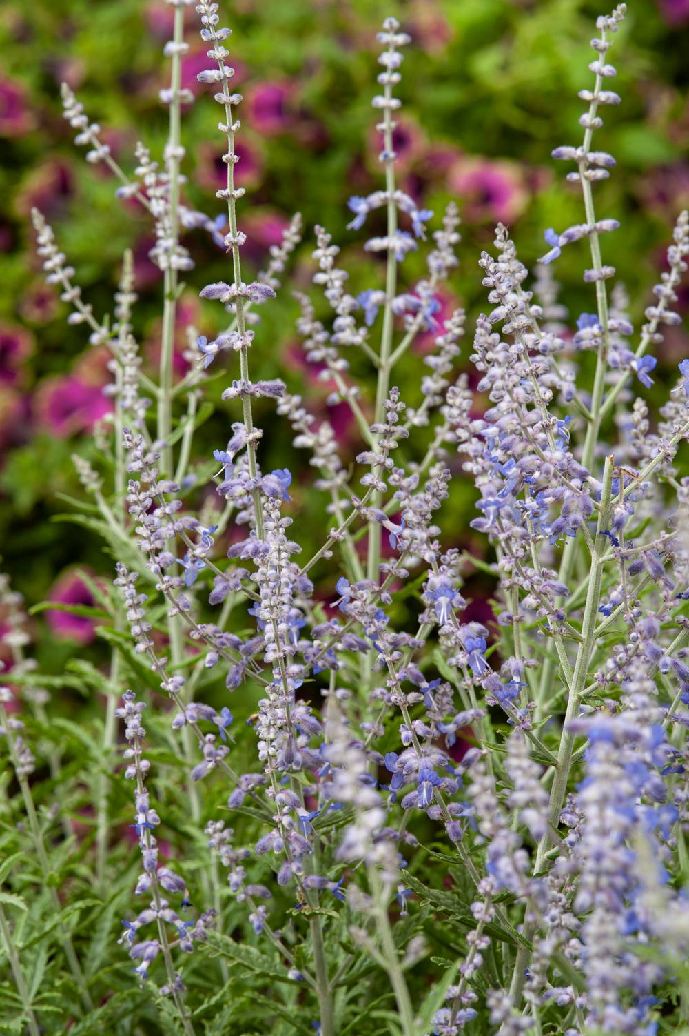 Perovskia atriplicifolia 'Lacey Blue' - Sauge de Russie