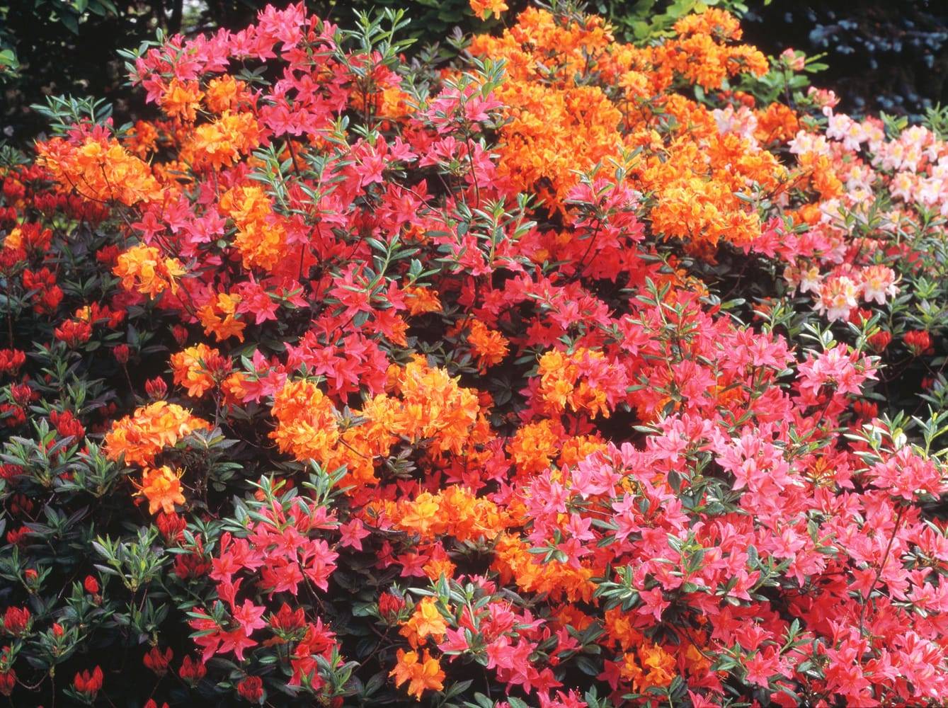 Azalea mollis 'Marry Poppins' - Azalée de Chine
