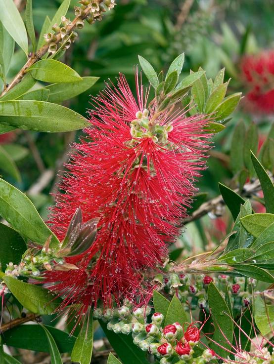 Callistemon citrinus 'Red Rocket' - Rince-bouteille