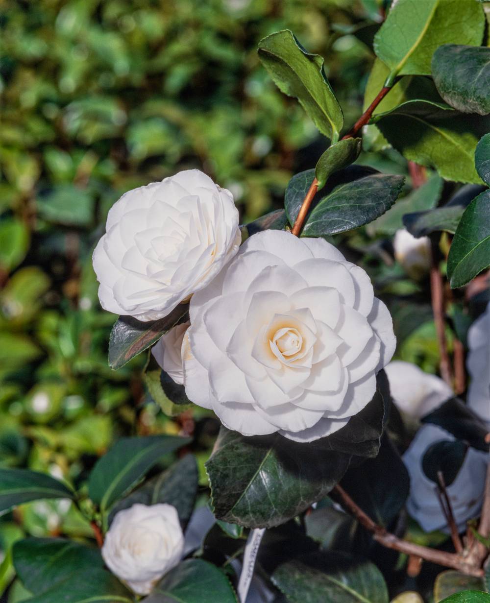 Camellia japonica 'Snow White' - Camélia du Japon