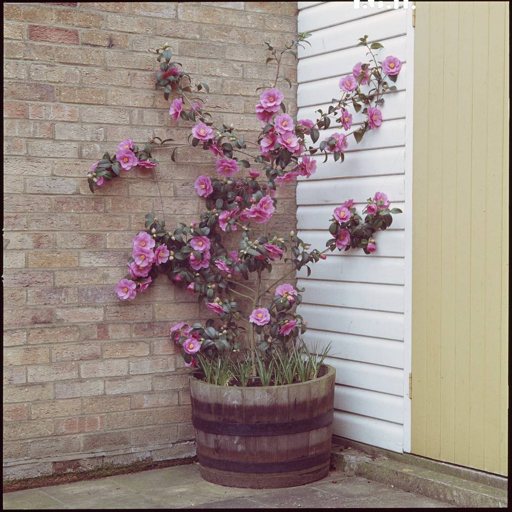 Camellia sasanqua 'Choji-guruma' - Camélia d'automne