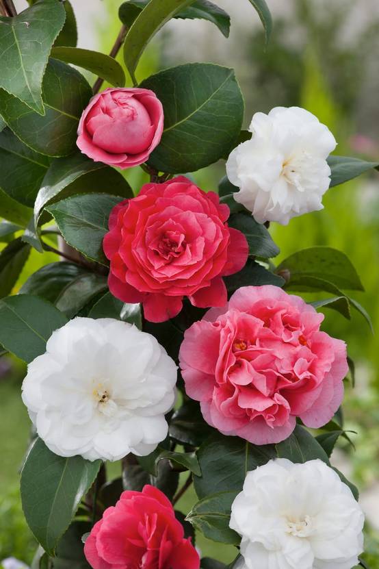 Camellia japonica 'Pape Jean 23' - Camélia du Japon