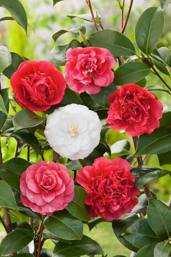 Camellia japonica 'Stacy Susan' - Camélia du Japon