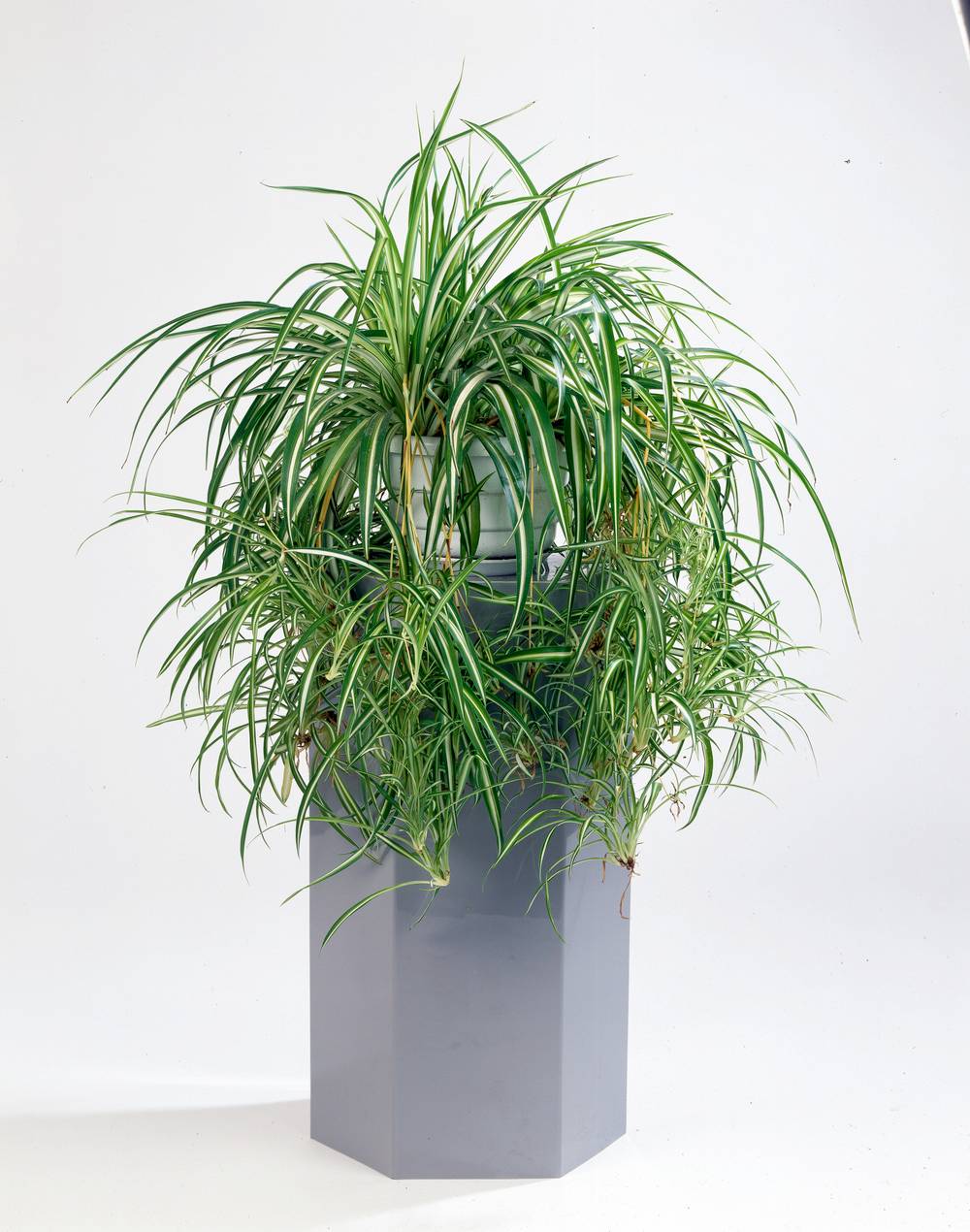 Chlorophytum comosum 'Variegatum' - Plante araignée