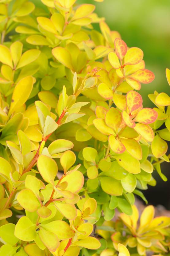 Berberis thunbergii 'Maria' - Épine-vinette de Thunberg