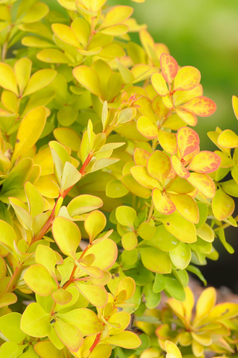 BERBERIS thunbergii 'Maria' 30/35 C4L-RC