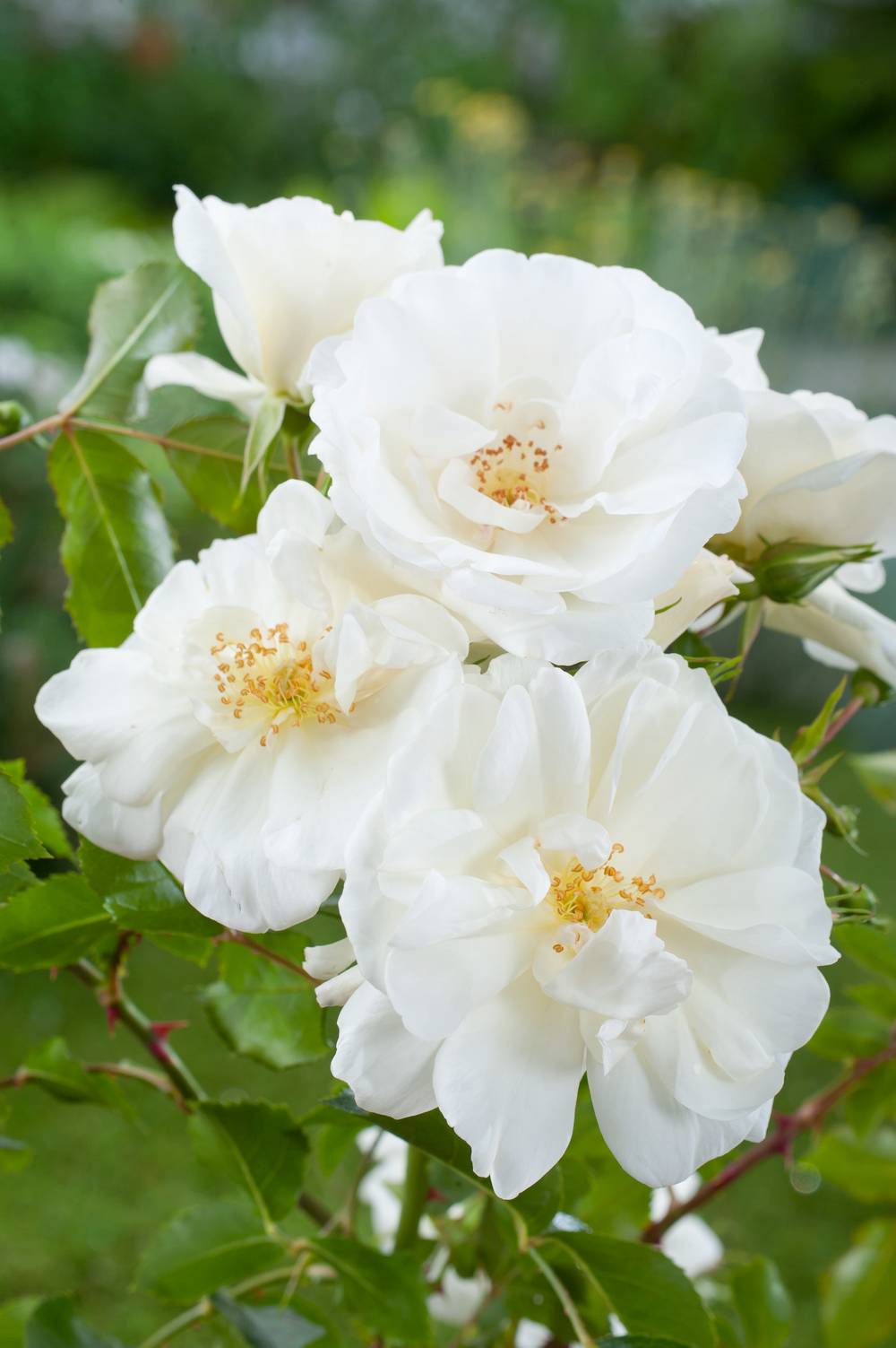 Rosier Décorosiers® 'Opalia'®