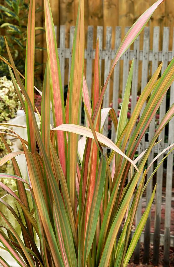 Ecloz - Phormium 'Jester' - ECLOZ - Lin de Nouvelle-Zélande