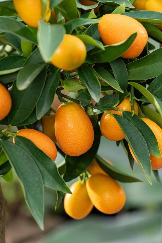 Kumquat