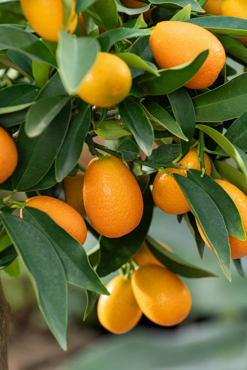 Kumquat