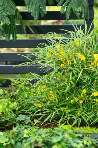 Mahonia fortunei 'Soft caress'