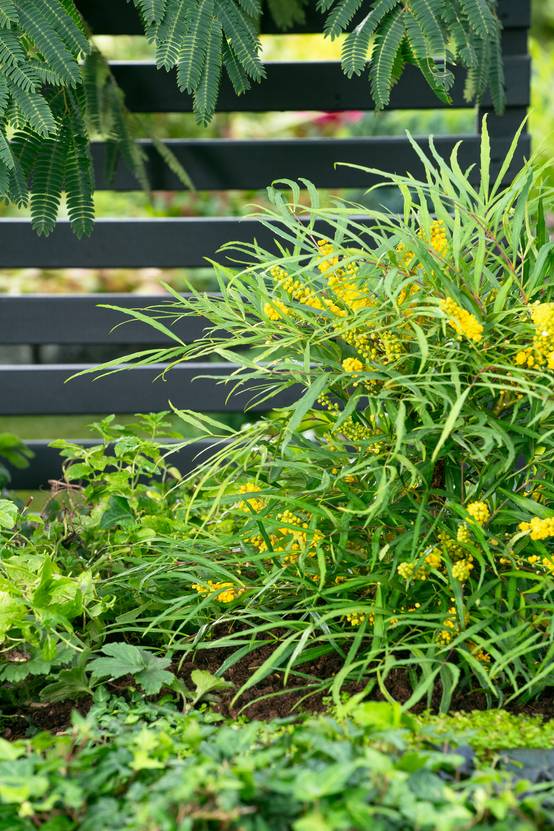 Mahonia fortunei 'Soft caress'