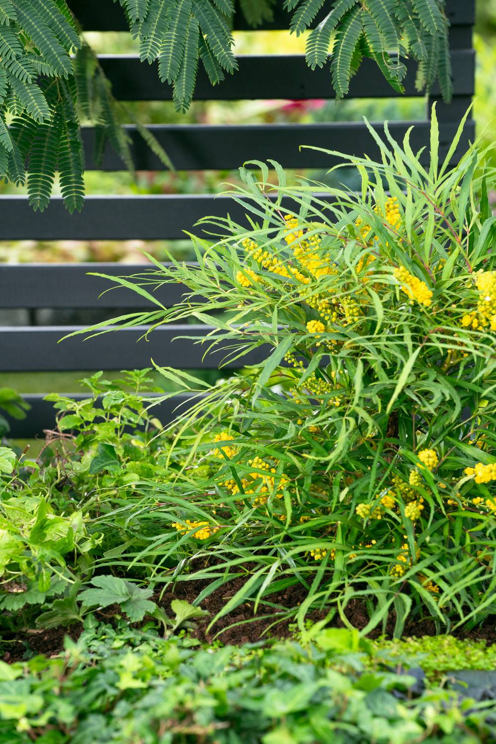 Mahonia fortunei 'Soft caress'