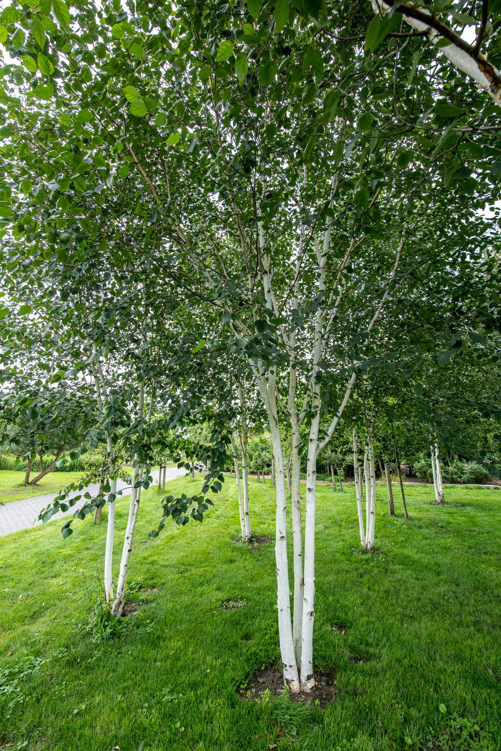 Betula utilis - Bouleau de l'Himalaya
