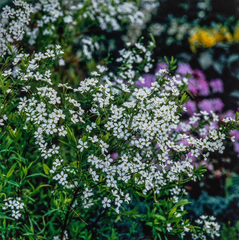 Spiraea thunbergii 'Fujino Pink' - Spirée