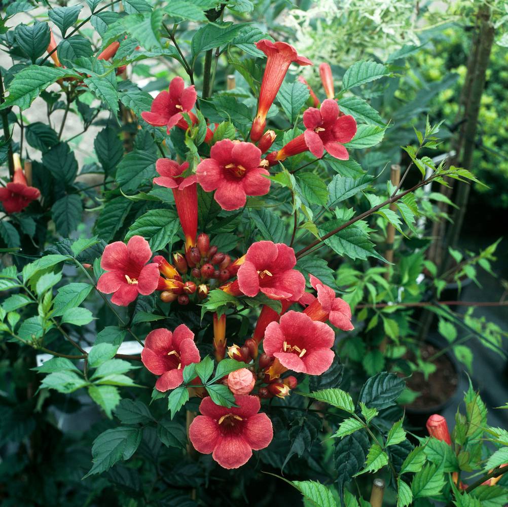 Campsis radicans 'Flamenco'- Bignogne