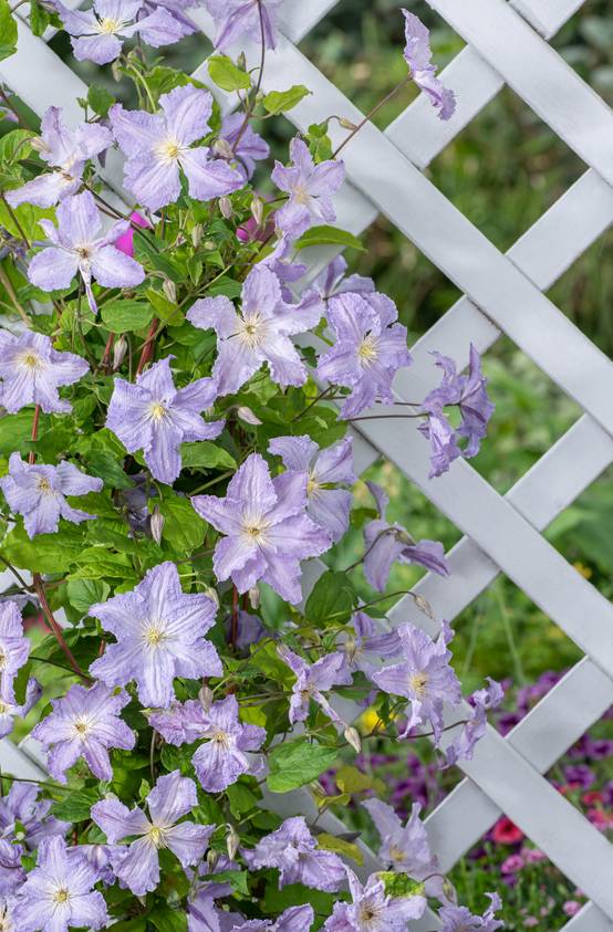 Clématite 'Blue Angel' - Clematis