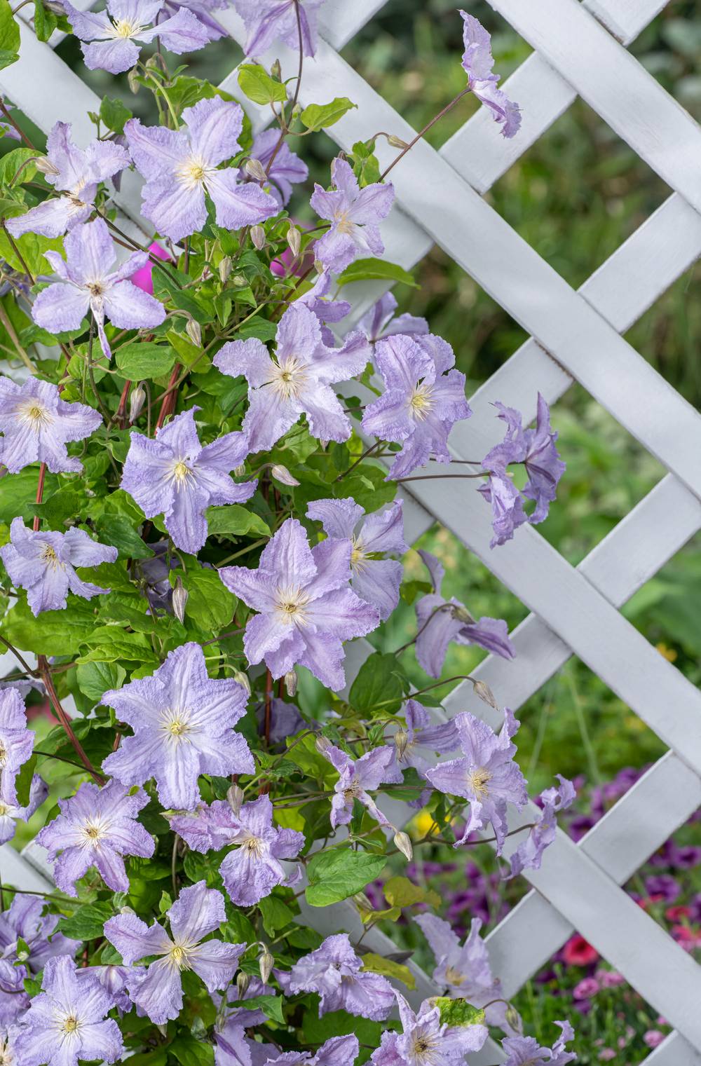 Clématite 'Blue Angel' - Clematis