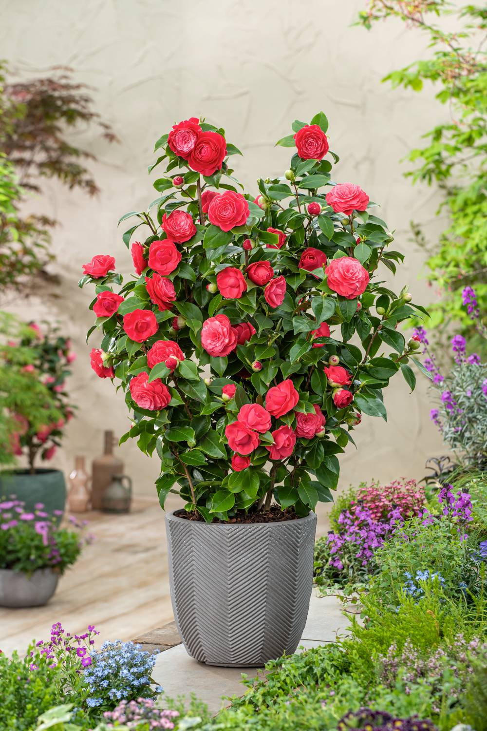Camellia japonica assorti - Camélia du Japon