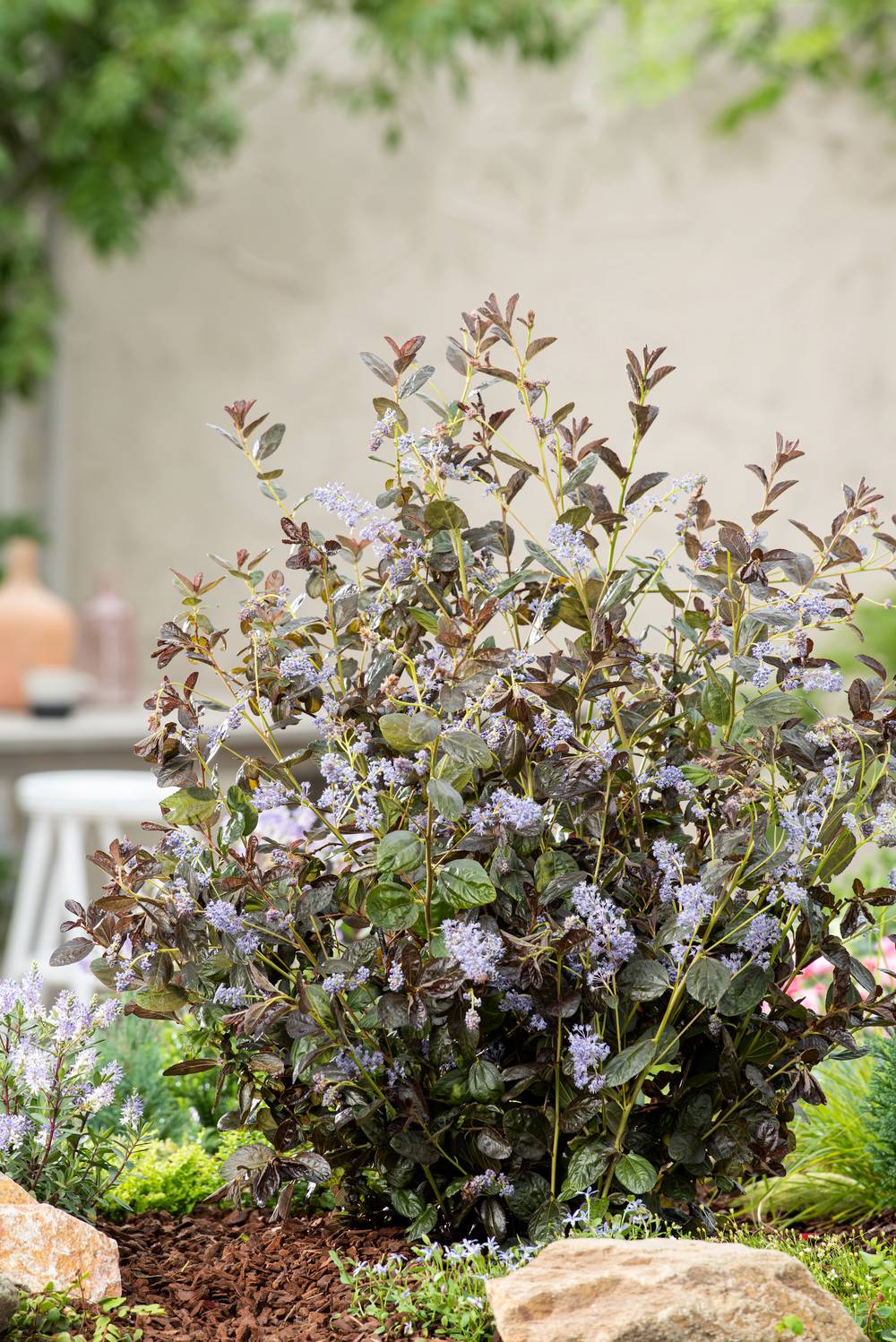 Ceanothus x 'Tuxedo' - Céanothe (Lilas de Californie)