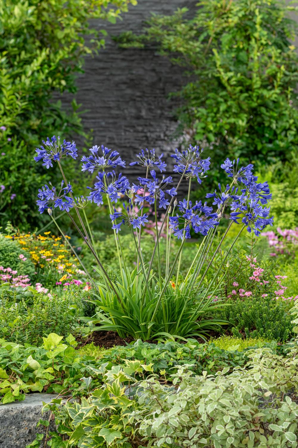 Agapanthus 'Louisa' - Agapanthe