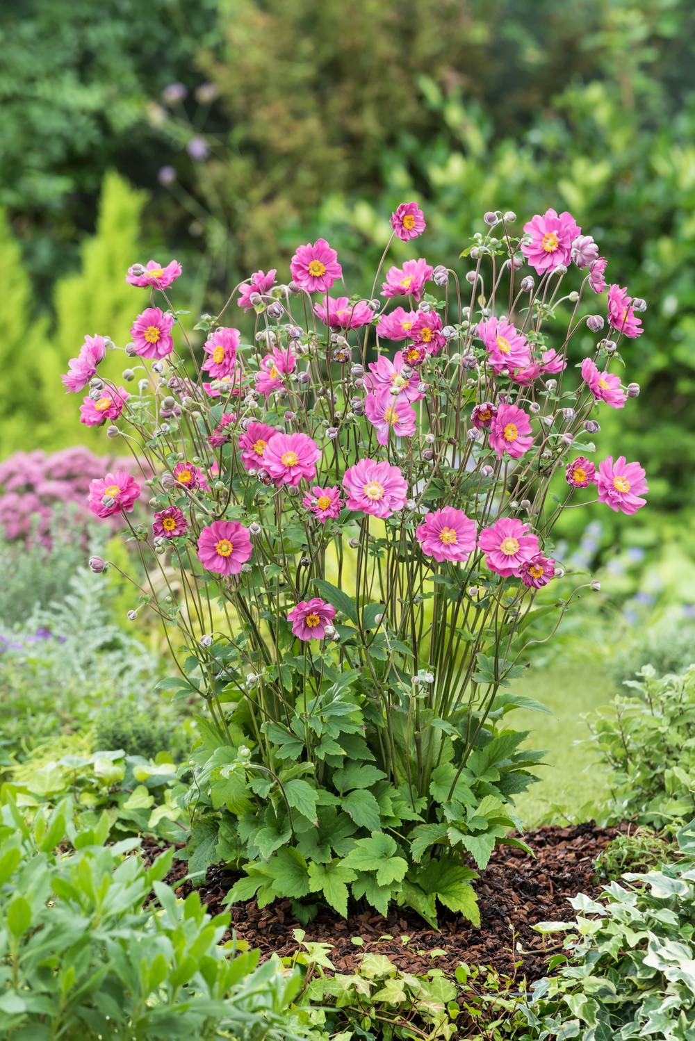 Anémone hupehensis 'Bressingham Glow'
