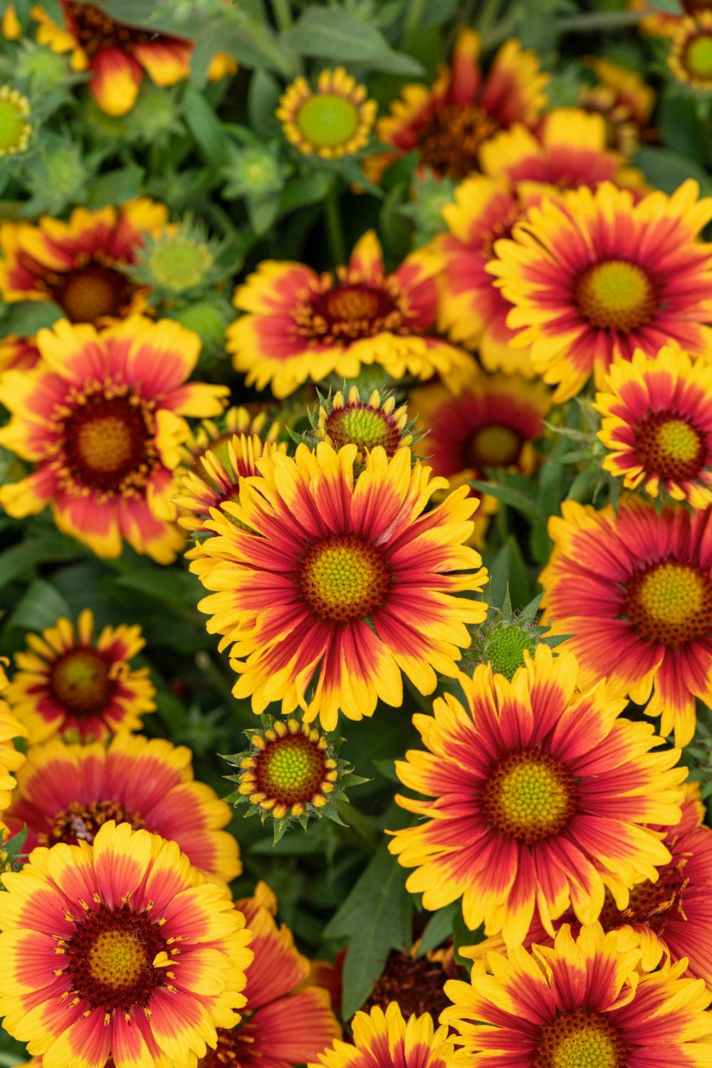 Gazania assorti