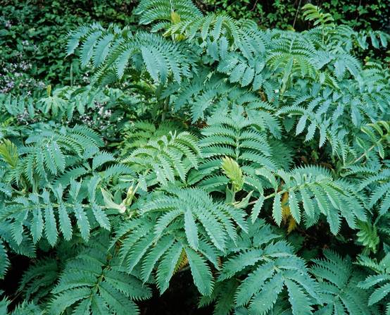 Melianthus major - Grande mélianthe
