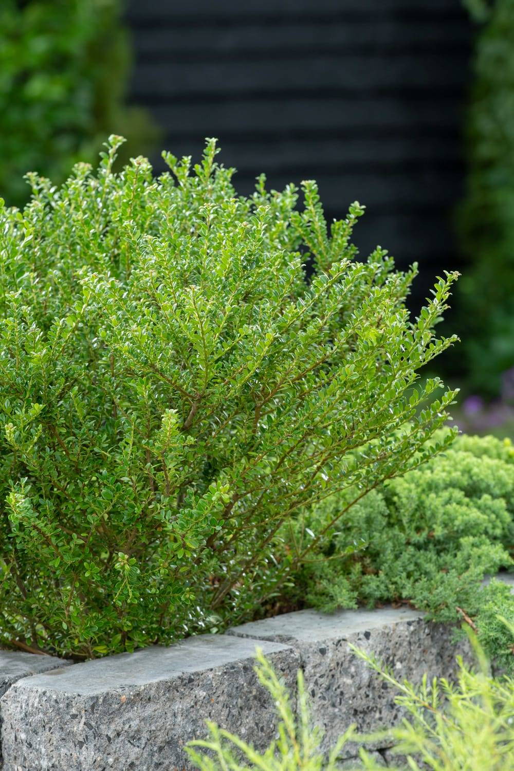 Ilex assorti - Houx
