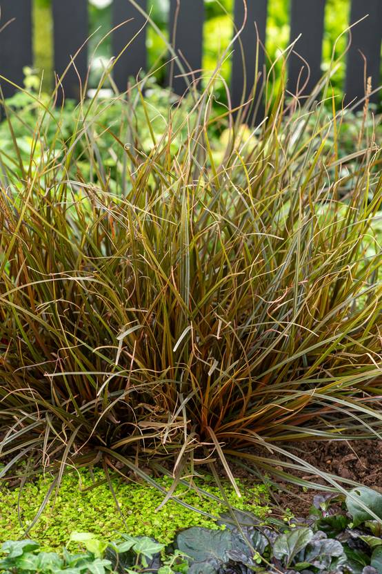 UNCINIA rubra Everflame® en pot de 4 litres