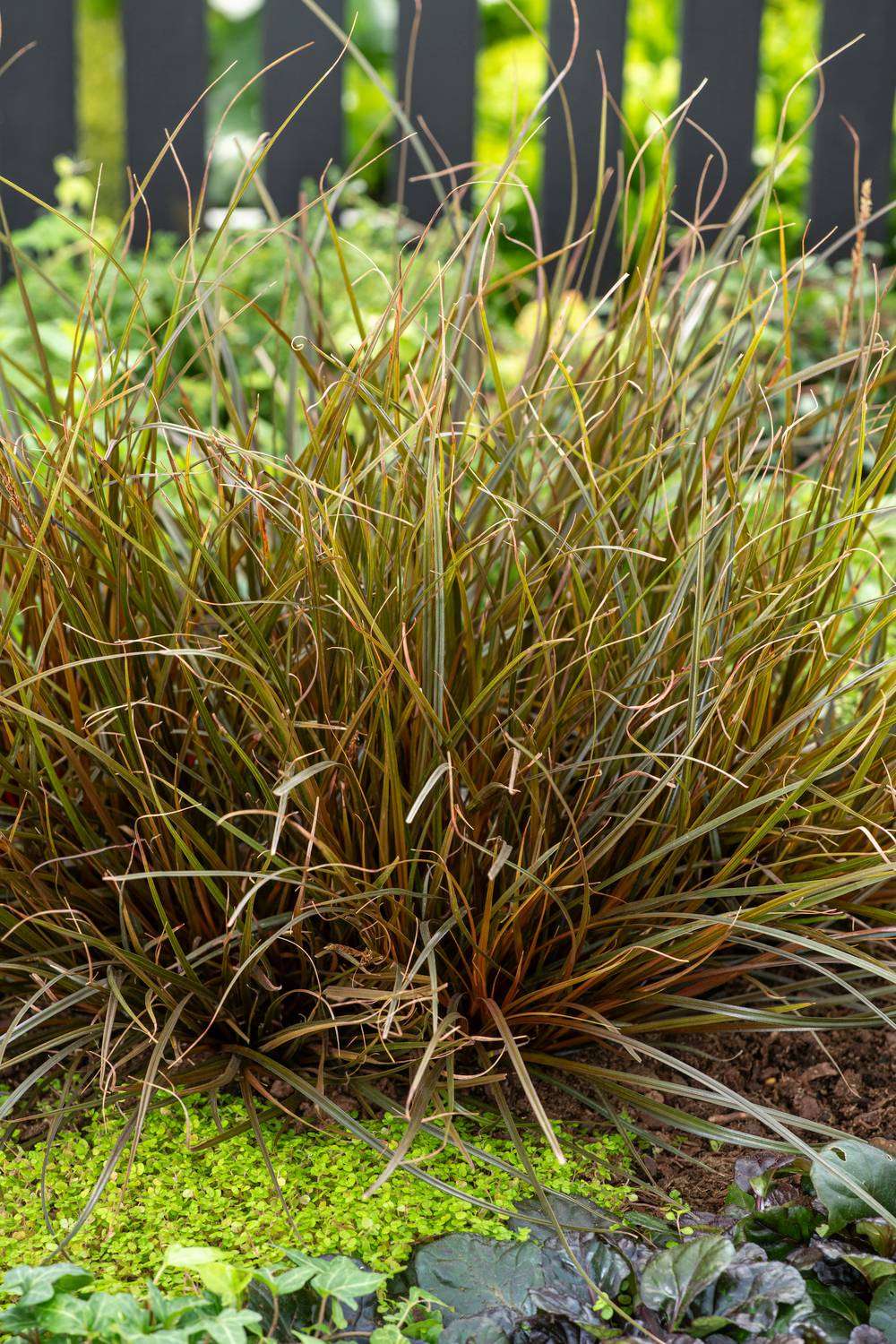 UNCINIA rubra Everflame® en pot de 4 litres