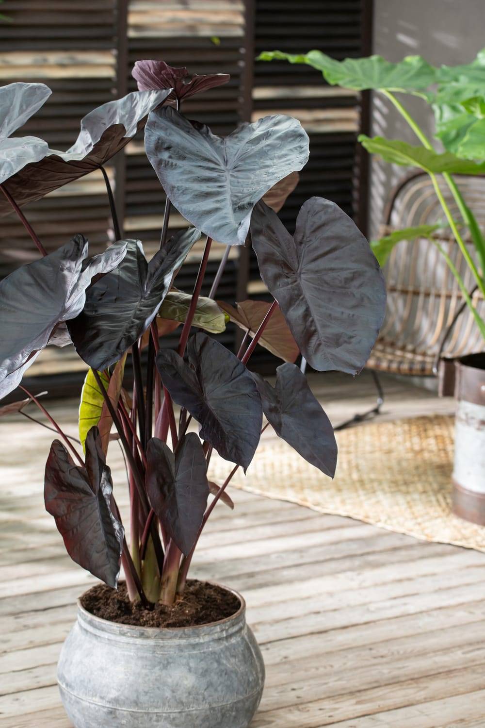 Colocasia esculenta 'Kona Coffee' - Taro