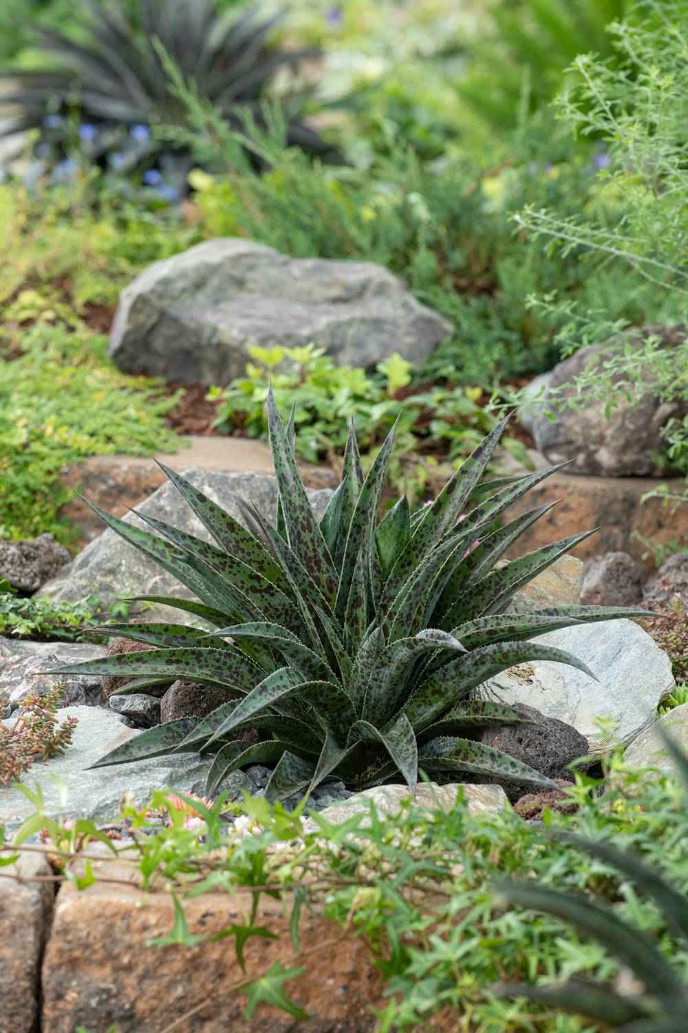 Agave Mangave 'Pineapple Express'