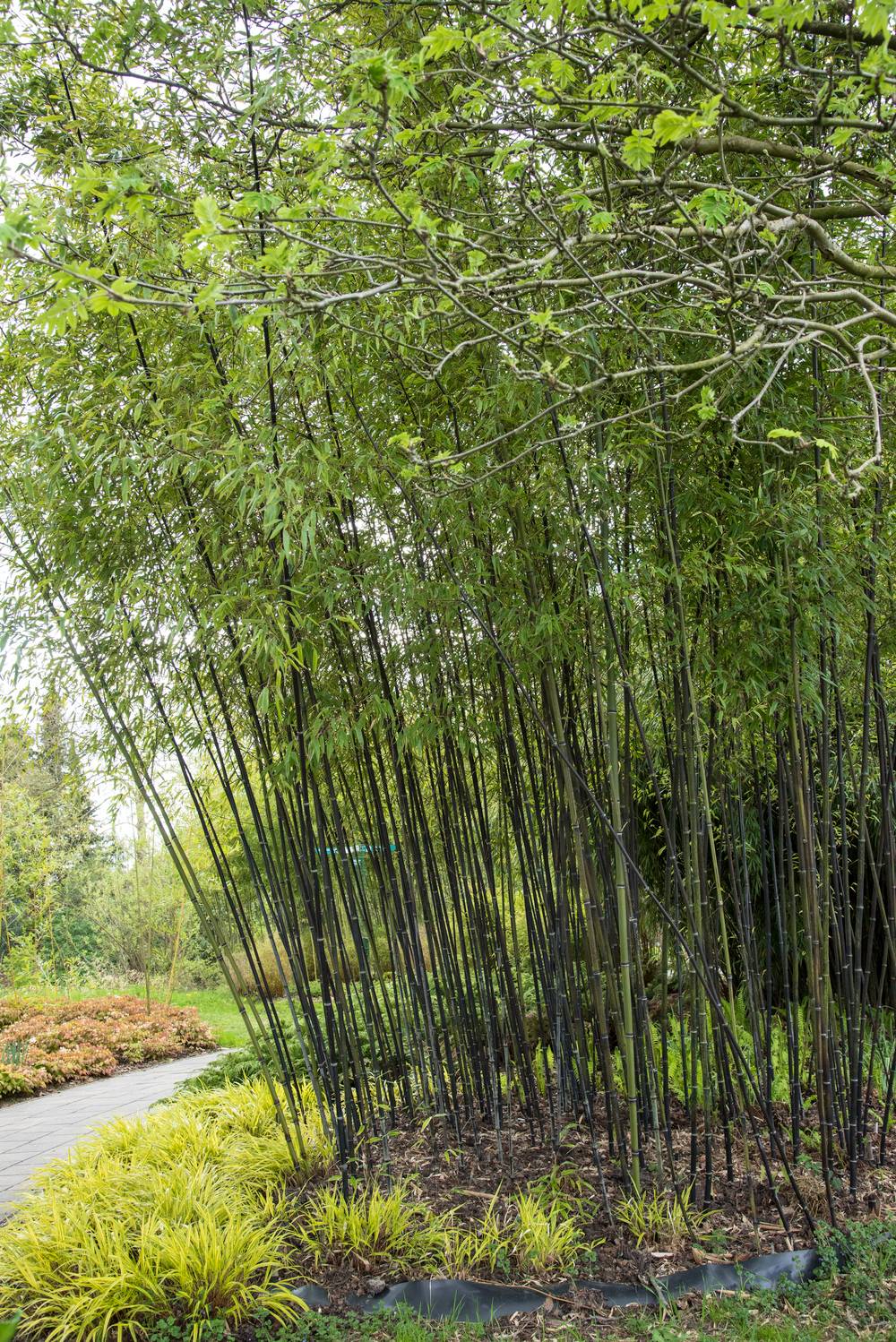 Phyllostachys nigra - Bambou