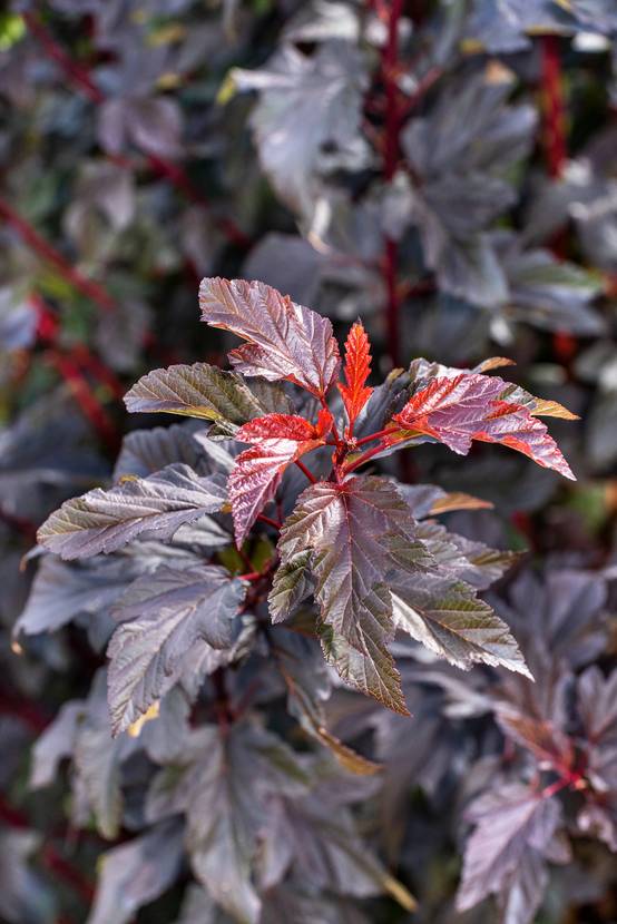Physocarpus opulifolius 'Diable d'Or'