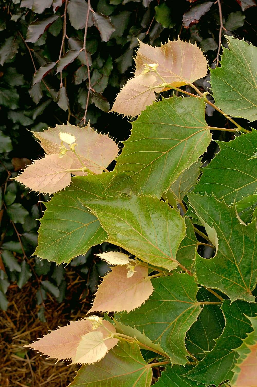 Tilia henryana - Tilleul de Henry