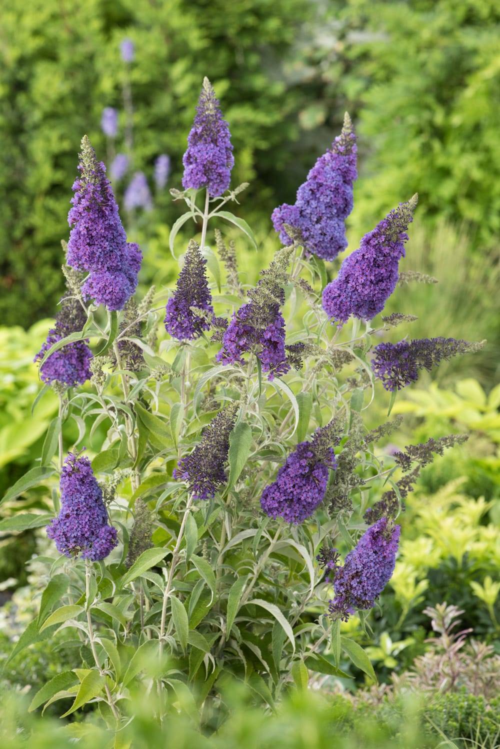Buddleja davidii Buzz® 'Midnight' - Arbre aux papillons