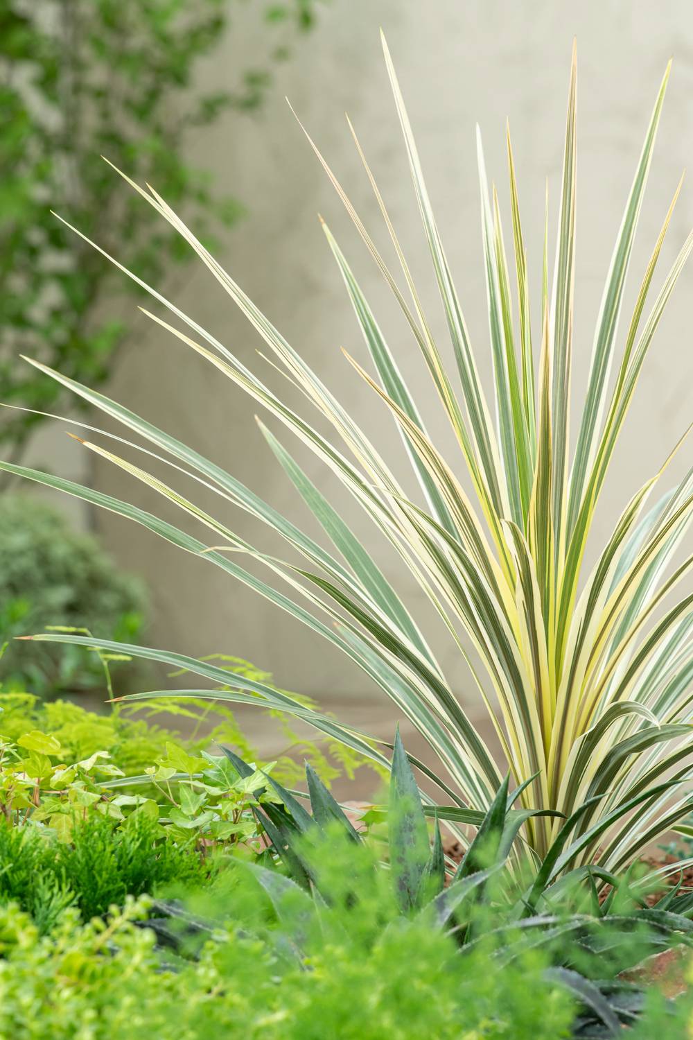 Cordyline australis 'Torbay Dazzler'