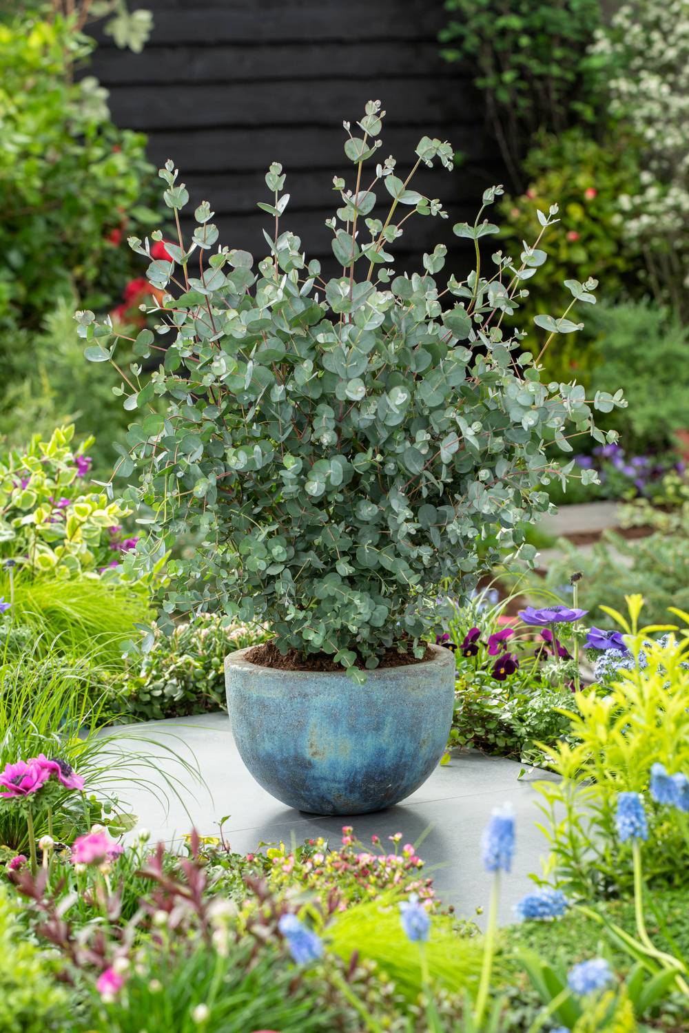 Eucalyptus gunnii 'Azura'