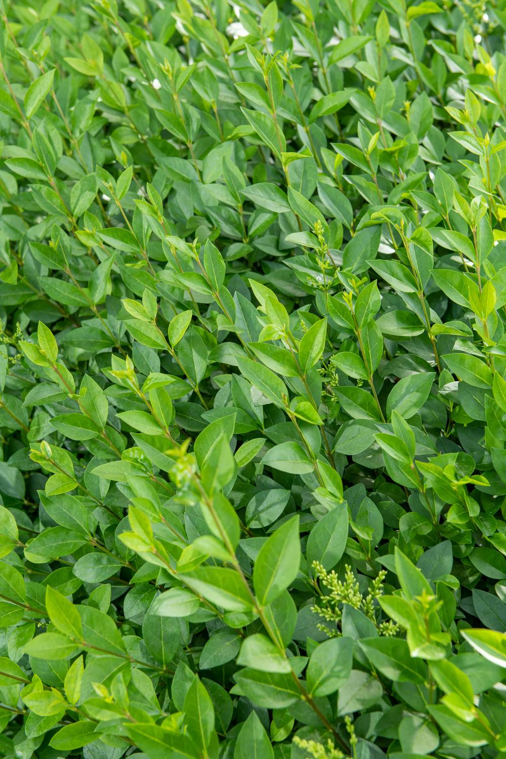Ligustrum ovalifolium - Troène de Californie
