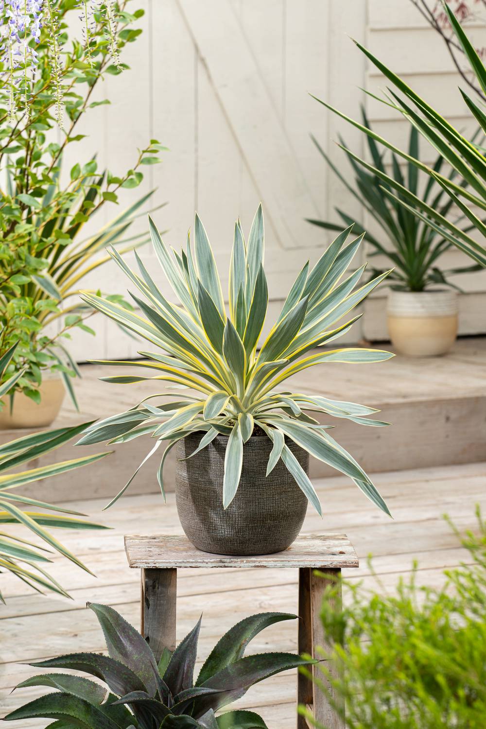 Yucca Citrus Twist